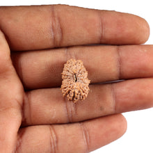 Load image into Gallery viewer, 19 Mukhi Indonesian Rudraksha - Bead 125
