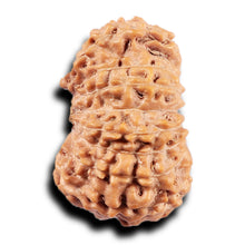 Load image into Gallery viewer, 19 Mukhi Indonesian Rudraksha - Bead 125
