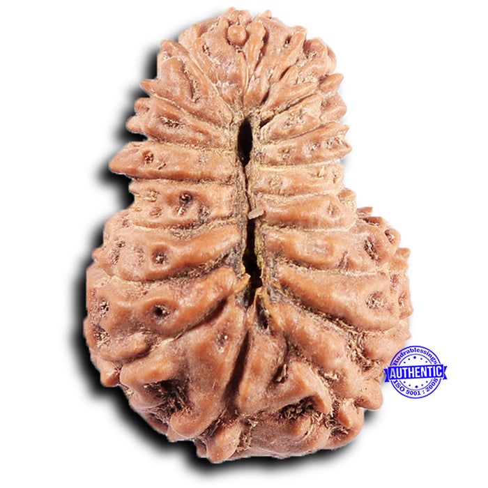 19 Mukhi Indonesian Rudraksha - Bead 127