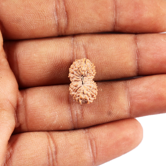 19 Mukhi Indonesian Rudraksha - Bead 129