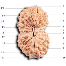 Load image into Gallery viewer, 19 Mukhi Indonesian Rudraksha - Bead 129
