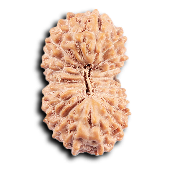 19 Mukhi Indonesian Rudraksha - Bead 129