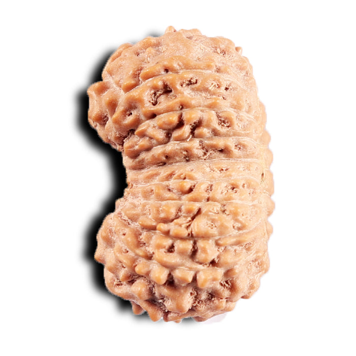 19 Mukhi Indonesian Rudraksha - Bead 129