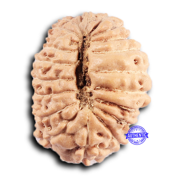 19 Mukhi Indonesian Rudraksha - Bead 130