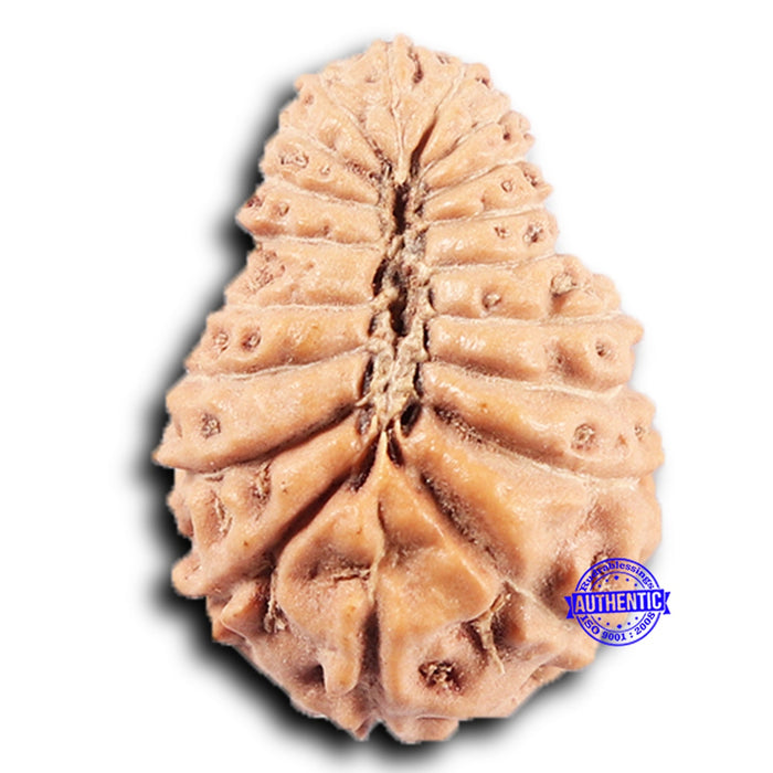 19 Mukhi Indonesian Rudraksha - Bead 131