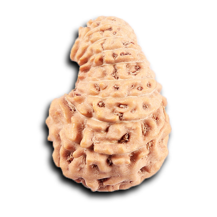 19 Mukhi Indonesian Rudraksha - Bead 131