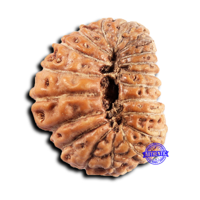 19 Mukhi Indonesian Rudraksha - Bead 136