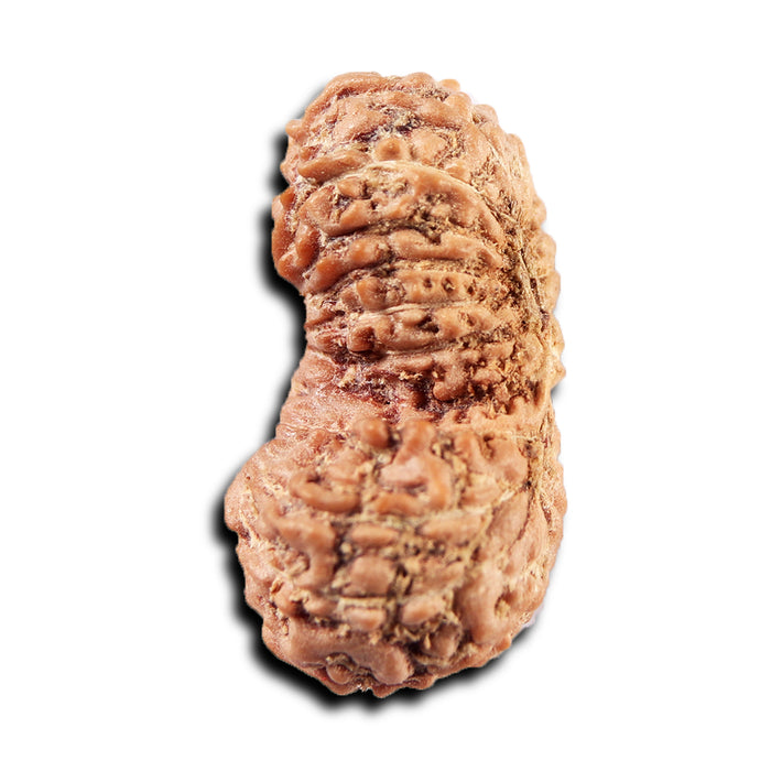 19 Mukhi Indonesian Gaurishankar Rudraksha - Bead 145