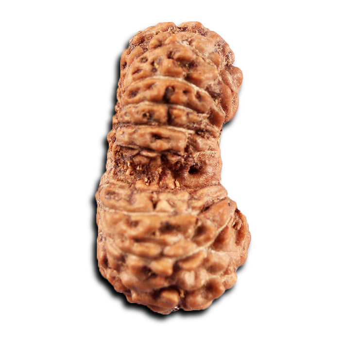 19 Mukhi Indonesian Gaurishankar Rudraksha - Bead 146