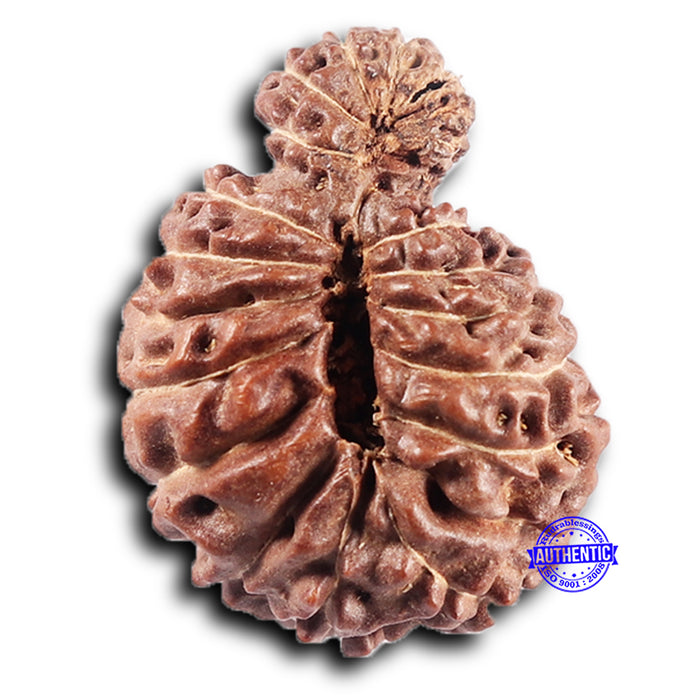 19 Mukhi Indonesian Gaurishankar Rudraksha - Bead 149