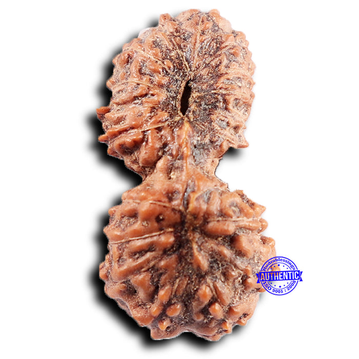 19 Mukhi Indonesian Gaurishankar Rudraksha - Bead 150