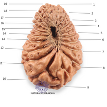 Load image into Gallery viewer, 19 Mukhi Indonesian Rudraksha - Bead 167
