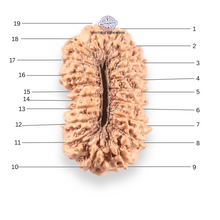 Load image into Gallery viewer, 19 Mukhi Indonesian Rudraksha - Bead 169
