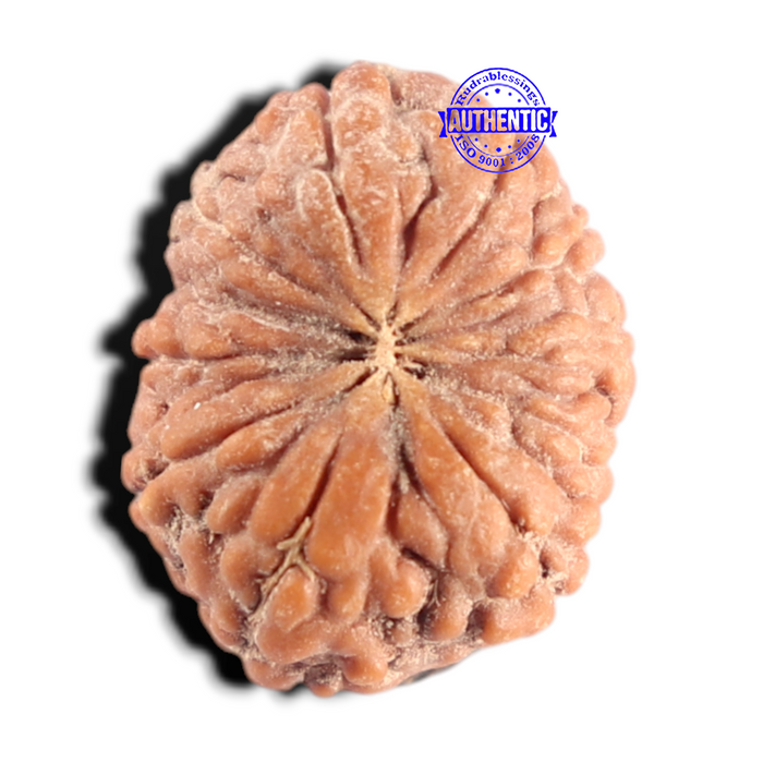 10 Mukhi Rudraksha from Indonesia - Bead No. 19