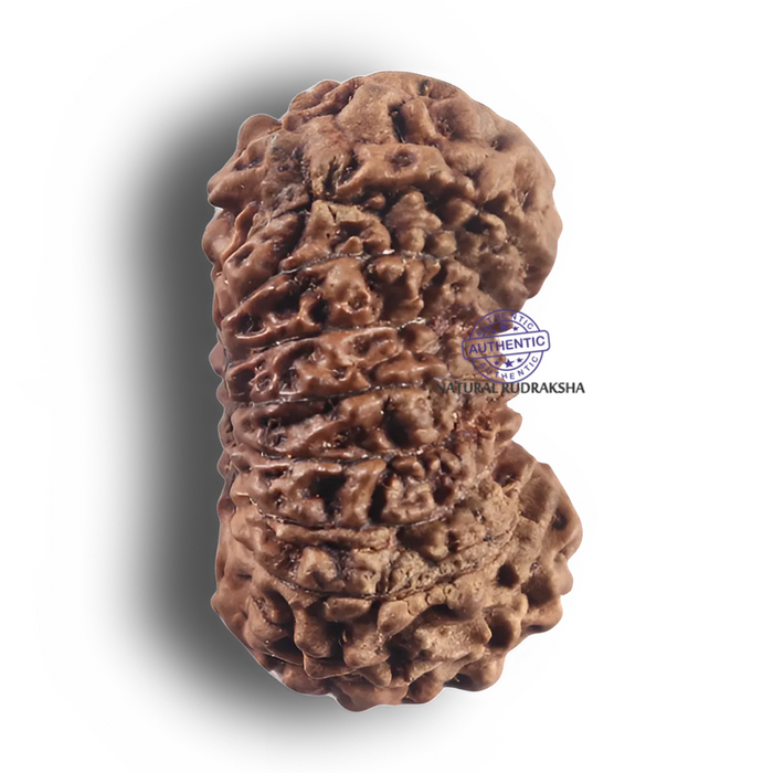 19 Mukhi Indonesian Rudraksha - Bead 171