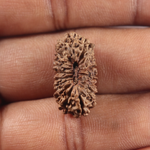 Load image into Gallery viewer, 19 Mukhi Indonesian Rudraksha - Bead 171
