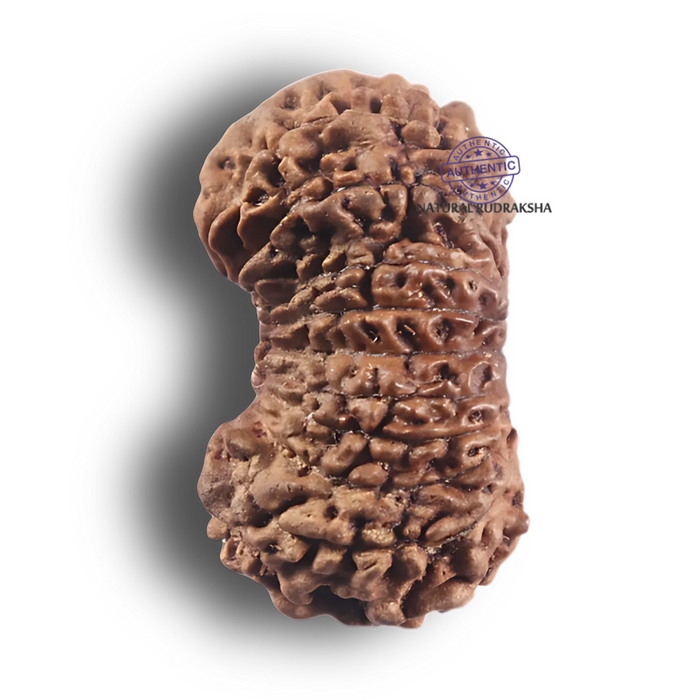 19 Mukhi Indonesian Rudraksha - Bead 171