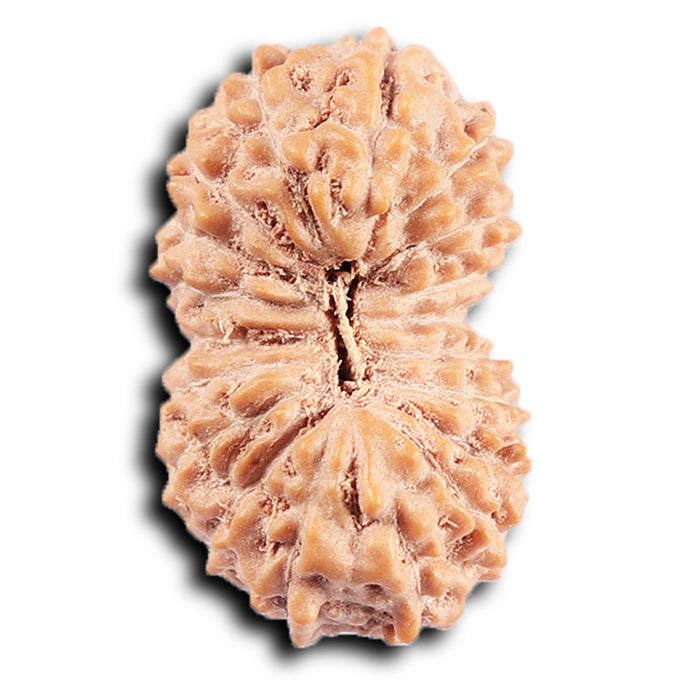 19 Mukhi Indonesian Rudraksha - Bead 129