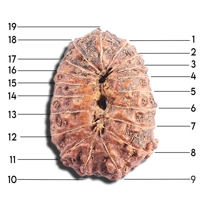 17 Mukhi Rudraksha from Indonesia - Bead No. 91