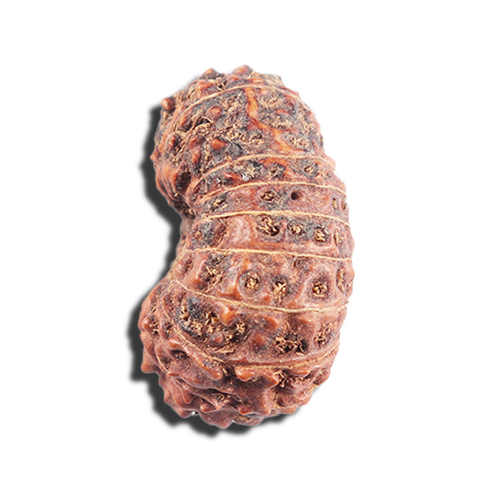 17 Mukhi Rudraksha from Indonesia - Bead No. 91