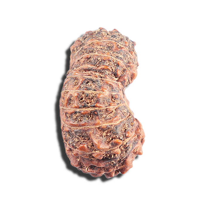 17 Mukhi Rudraksha from Indonesia - Bead No. 91