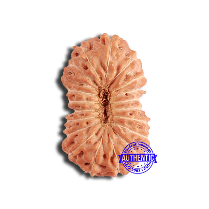 19 Mukhi Indonesian Rudraksha - Bead 107