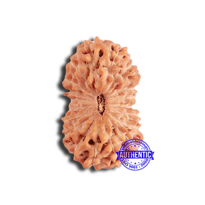 19 Mukhi Indonesian Rudraksha - Bead 107