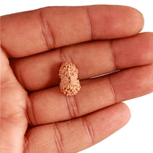 Load image into Gallery viewer, 19 Mukhi Indonesian Rudraksha - Bead 107

