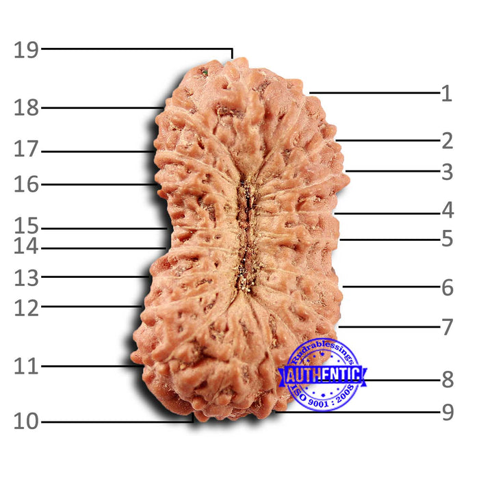 19 Mukhi Indonesian Rudraksha - Bead 120