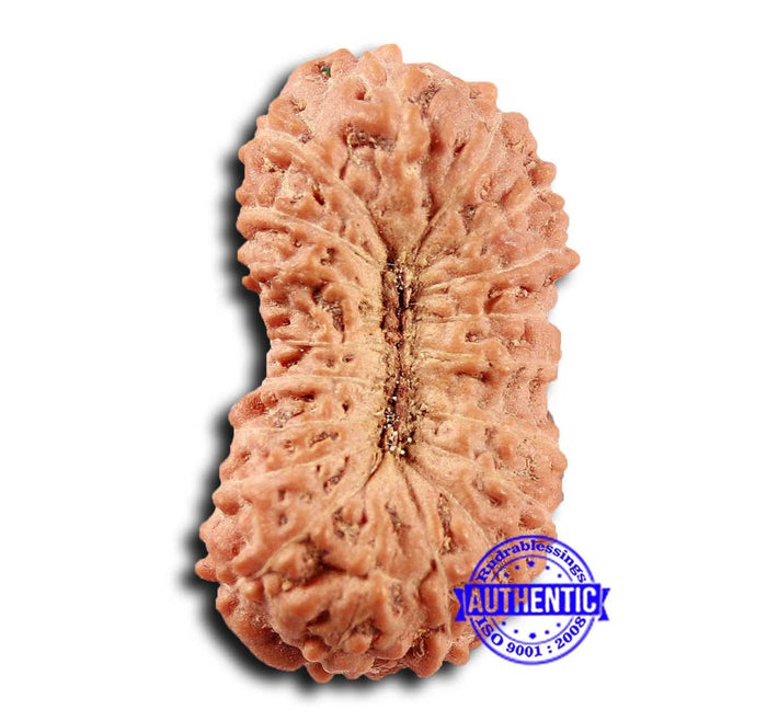 19 Mukhi Indonesian Rudraksha - Bead 120