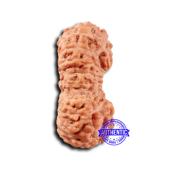 19 Mukhi Indonesian Rudraksha - Bead 120