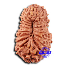 Load image into Gallery viewer, 19 Mukhi Indonesian Rudraksha - Bead 122
