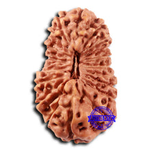 Load image into Gallery viewer, 19 Mukhi Indonesian Rudraksha - Bead 122
