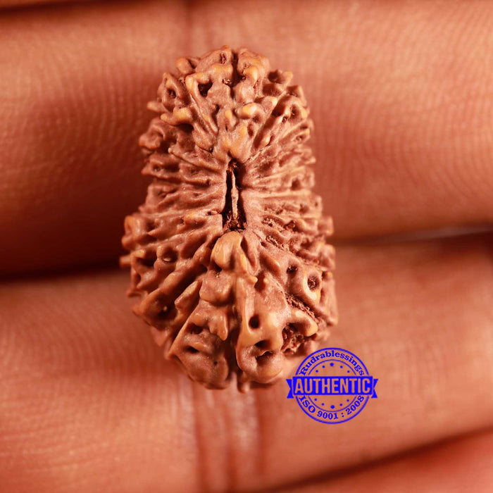 19 Mukhi Indonesian Rudraksha - Bead 122