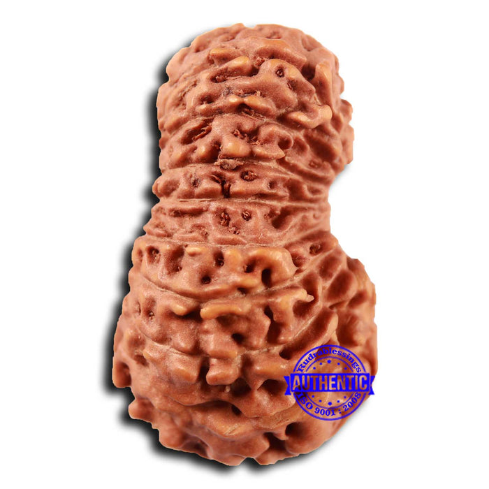 19 Mukhi Indonesian Rudraksha - Bead 122