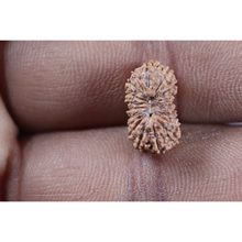 Load image into Gallery viewer, 19 Mukhi Indonesian Rudraksha - Bead 157
