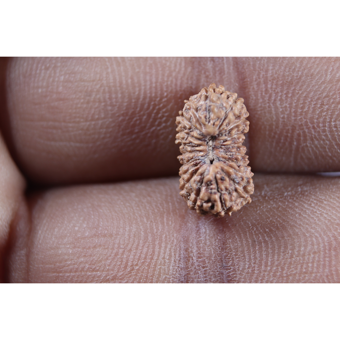 19 Mukhi Indonesian Rudraksha - Bead 157