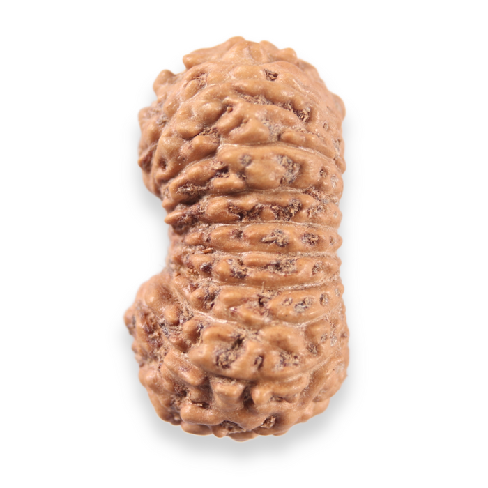 19 Mukhi Indonesian Rudraksha - Bead 157