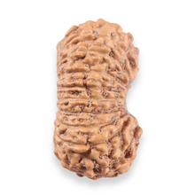 Load image into Gallery viewer, 19 Mukhi Indonesian Rudraksha - Bead 157
