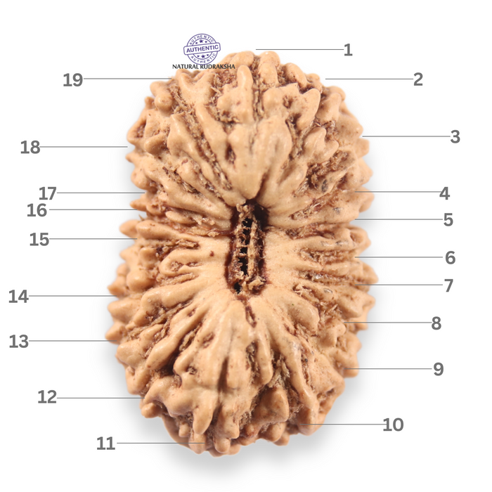 19 Mukhi Indonesian Rudraksha - Bead 158
