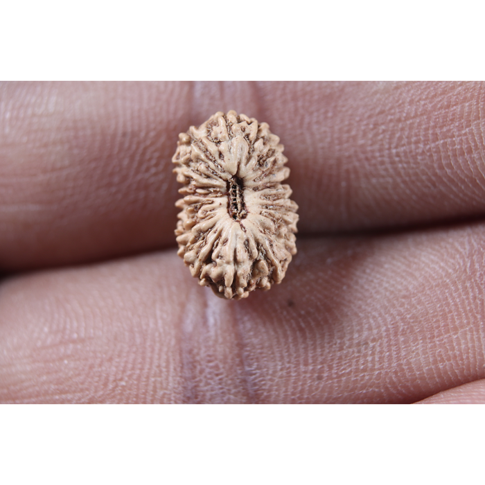 19 Mukhi Indonesian Rudraksha - Bead 158