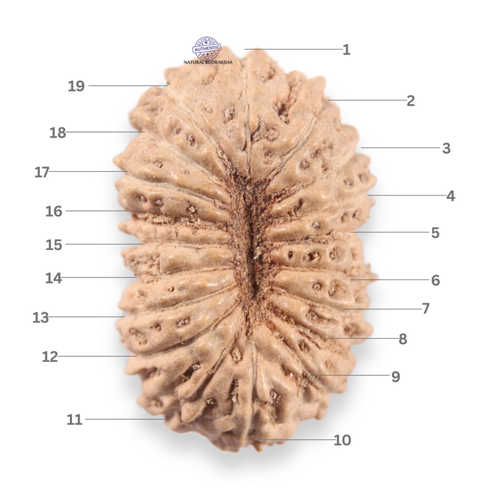 19 Mukhi Indonesian Rudraksha - Bead 160