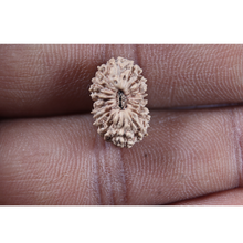 Load image into Gallery viewer, 19 Mukhi Indonesian Rudraksha - Bead 160
