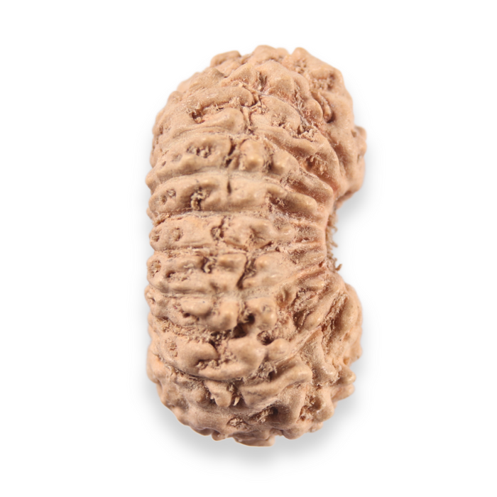 19 Mukhi Indonesian Rudraksha - Bead 160