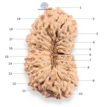 Load image into Gallery viewer, 19 Mukhi Indonesian Rudraksha - Bead 161

