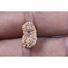 Load image into Gallery viewer, 19 Mukhi Indonesian Rudraksha - Bead 161
