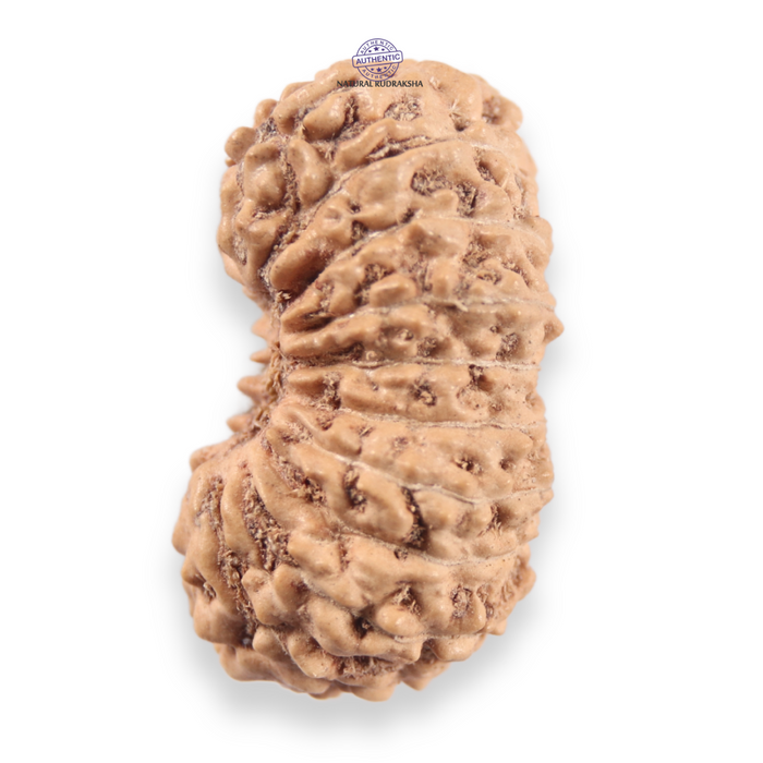 19 Mukhi Indonesian Rudraksha - Bead 161