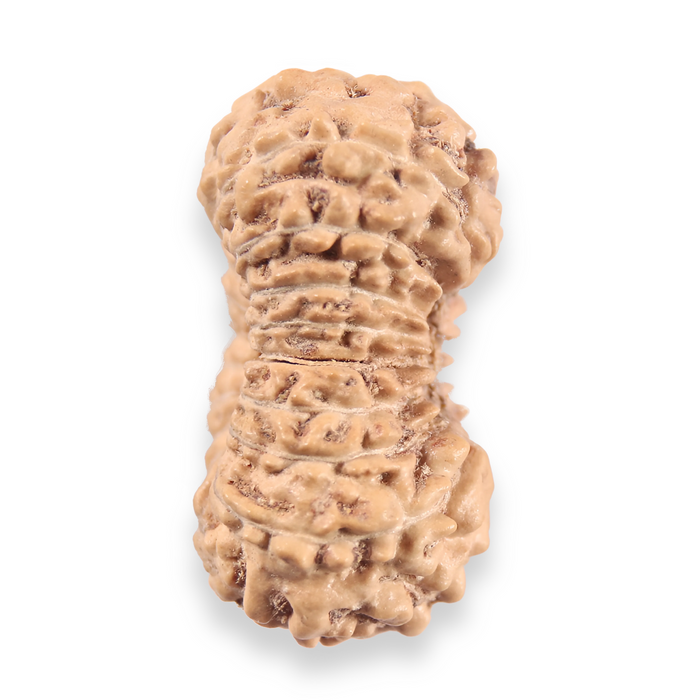 19 Mukhi Indonesian Rudraksha - Bead 161