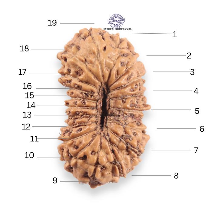 19 Mukhi Indonesian Rudraksha - Bead 162