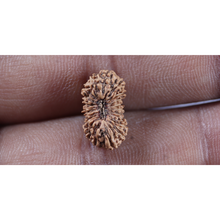 Load image into Gallery viewer, 19 Mukhi Indonesian Rudraksha - Bead 162
